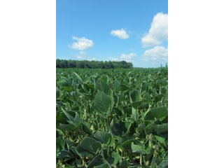Farmland in Benton & Boone Counties, Indiana - LAND AUCTION - 118.5+/- ACRES IN 3 TRACTS IN BENTON & BOONE COUNTIES, INDIANA
